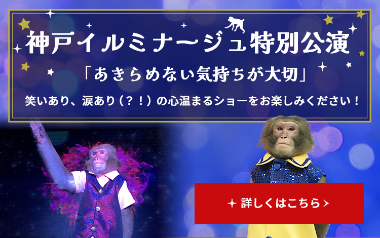 神戸イルミナージュ特別公演
