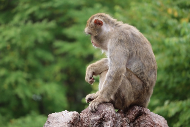 おサルに願いを⑲猿丸神社のおサルさん