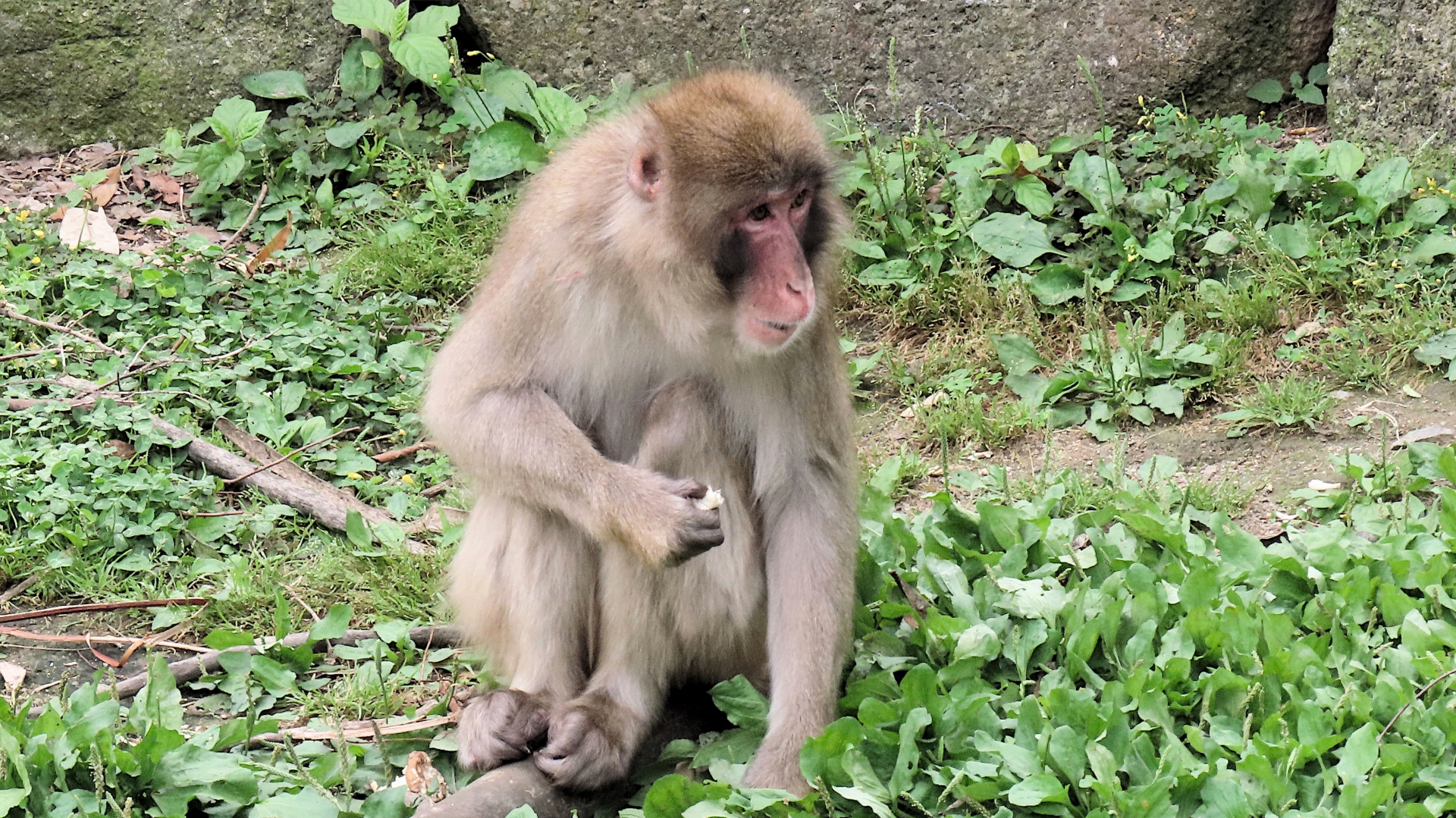 おサルに願いを㉗変わり三猿