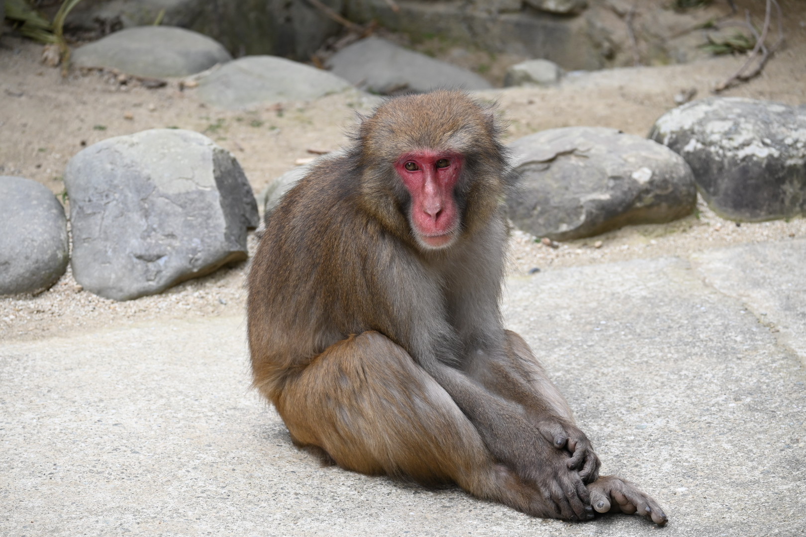 おサルに願いを㉛大阪四天王寺庚申堂の不思議なおサルさんたち