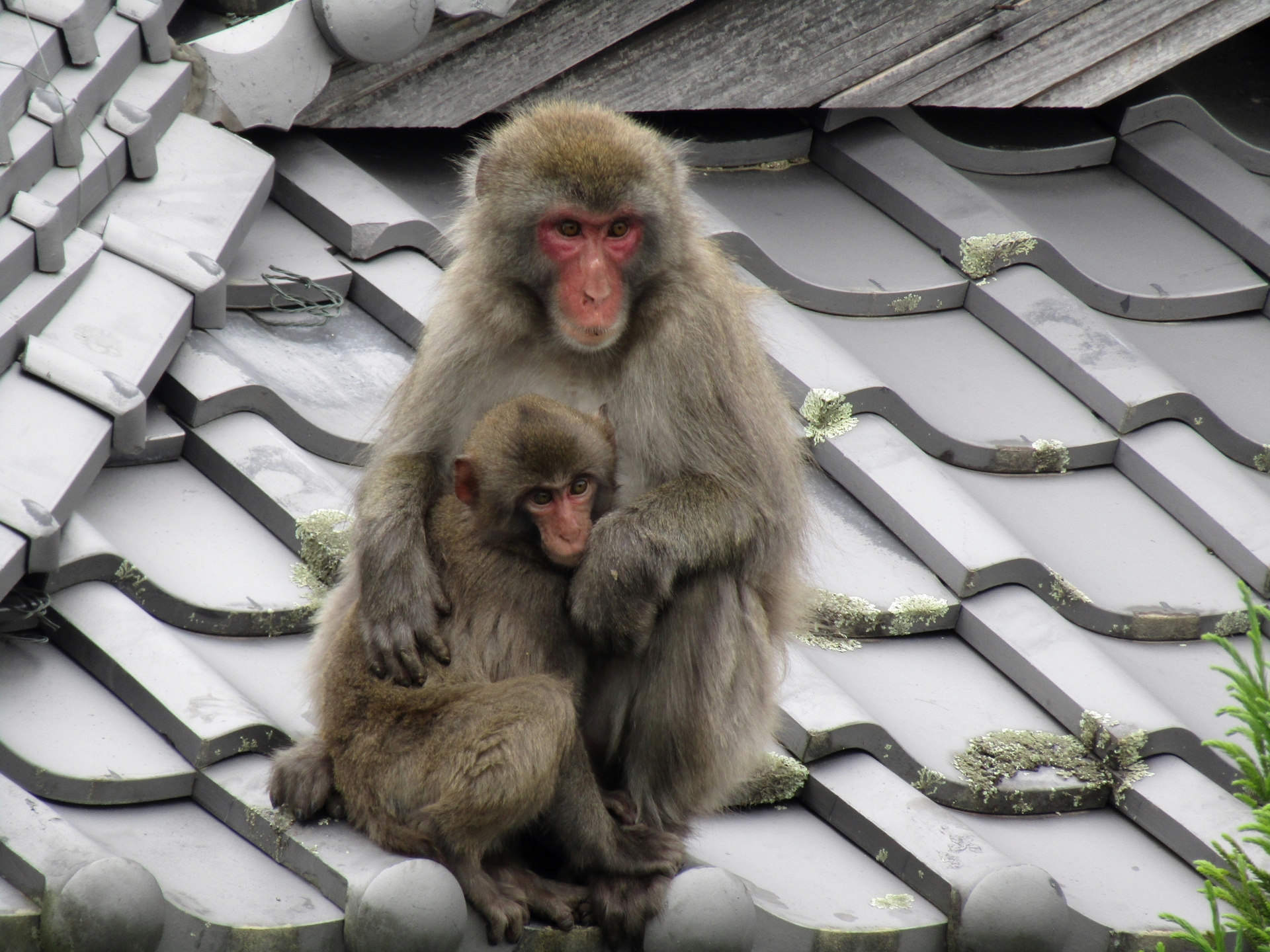 おサルに願いを㉜四天王寺庚申堂の三猿さん達