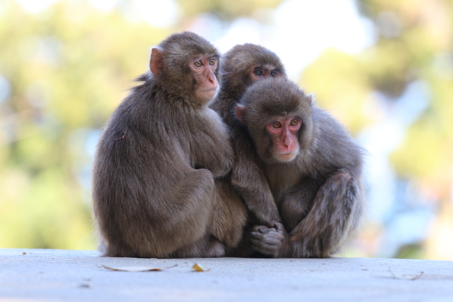おサルに願いを㉝尊勝院では三猿ではなく四猿！