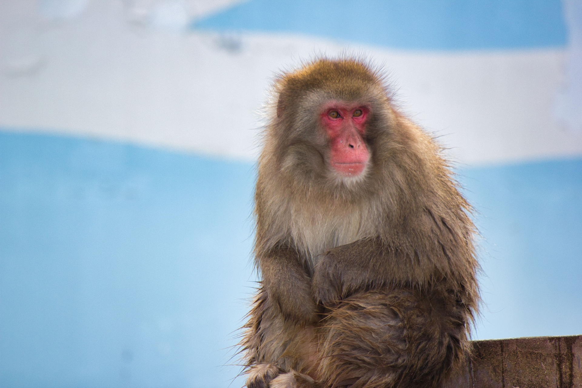 おサルに願いを㉞男女で異なる心のあり方を映す尊勝院の四猿