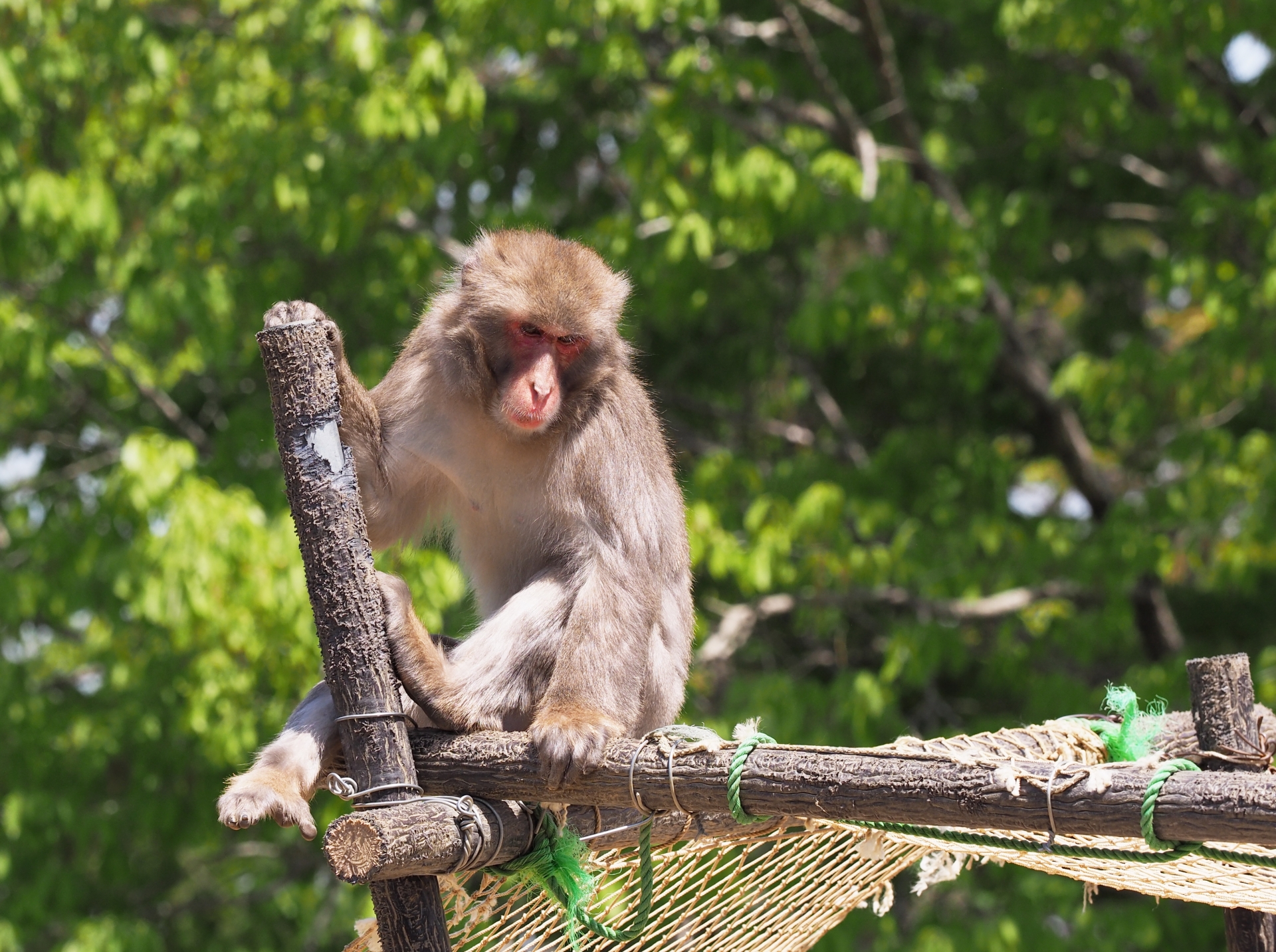 12月3日は世界ニホンザルの日です