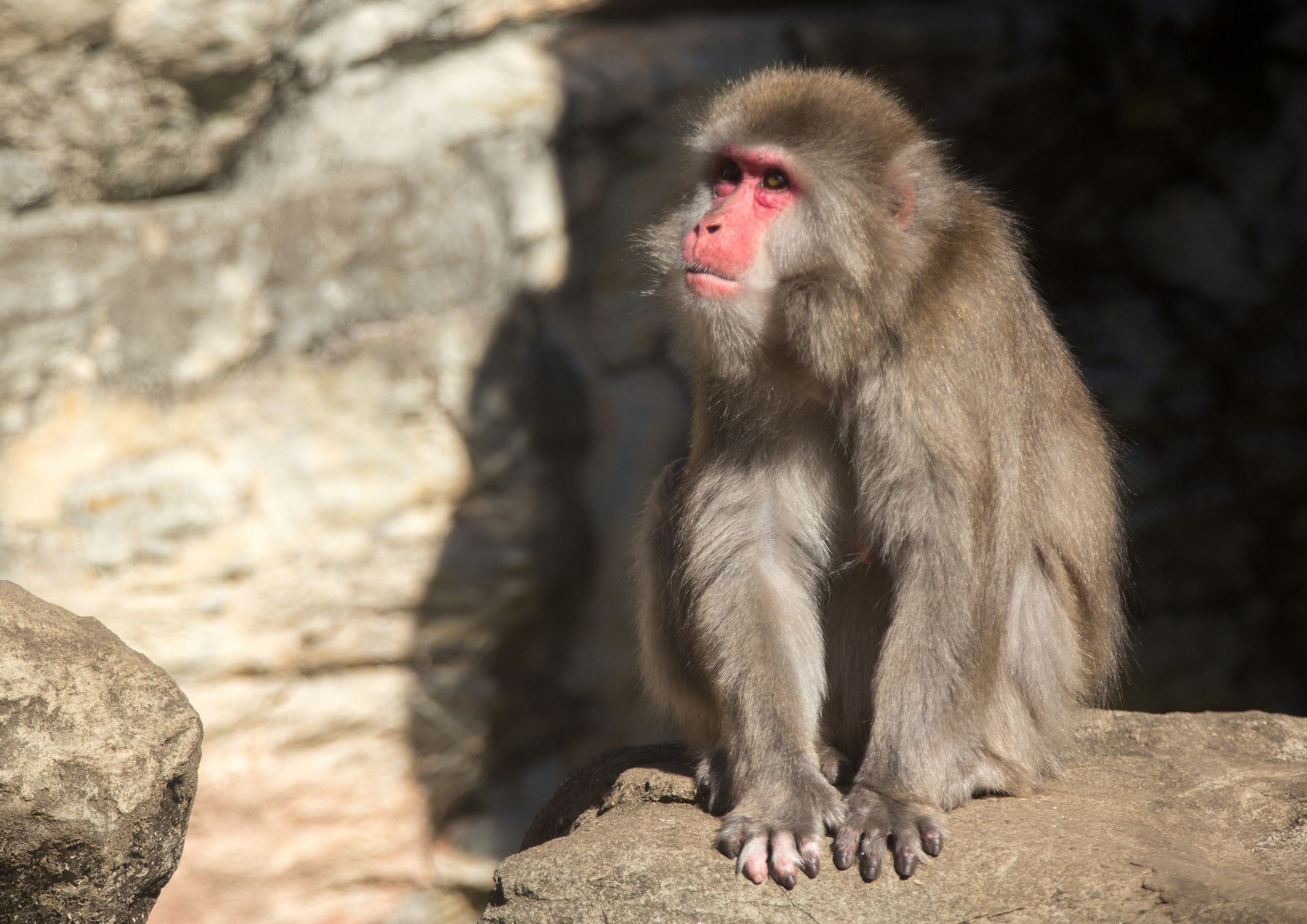 おサルに願いを㉟山ノ内庚申のおサルさん