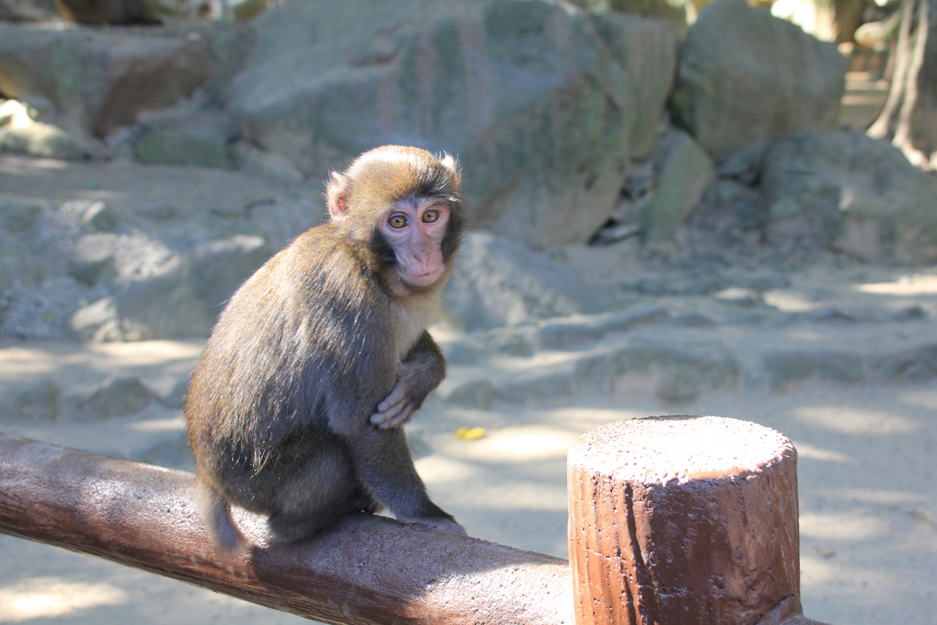おサルに願いを㊴番外編：おサルの歌・猿まわしの句